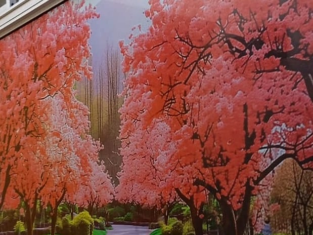 Vinilo decorativo con un paisaje de cerezos en flor aplicado sobre un ventanal